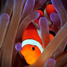 This Nemo & Sea Anemone represent Divorce Recovery