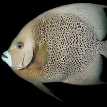 This Angelfish represents Individuals