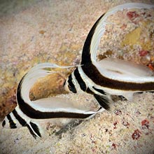 These Spotted Drum Fish represent Relationships